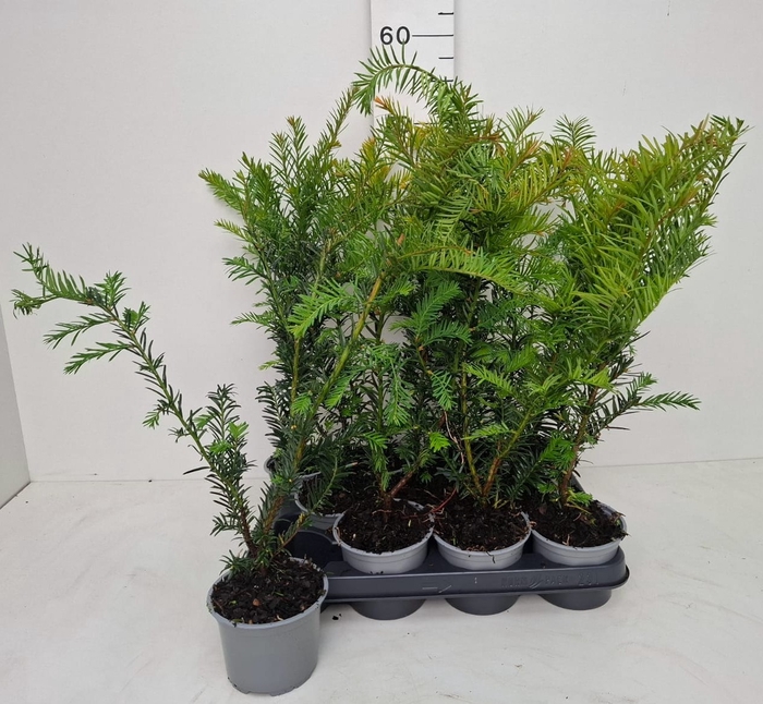 <h4>TAXUS BACCATA</h4>