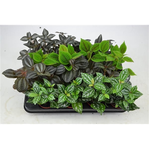 <h4>pilea 7 cm. 4 kleuren mix</h4>