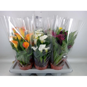 Zantedeschia   ...mix 4
