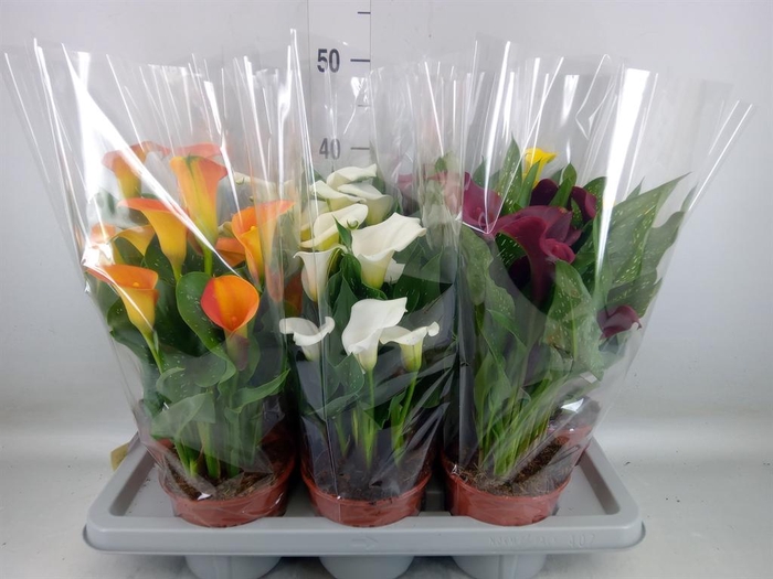 <h4>Zantedeschia   ...mix 4</h4>