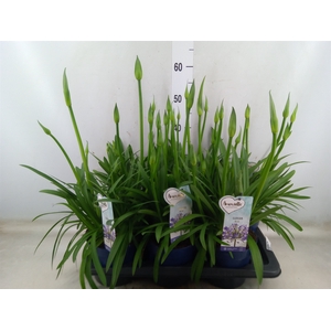 Agapanthus  'Amourette Superb'