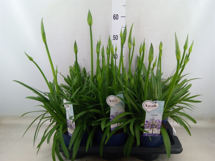 <h4>Agapanthus  'Amourette Superb'</h4>