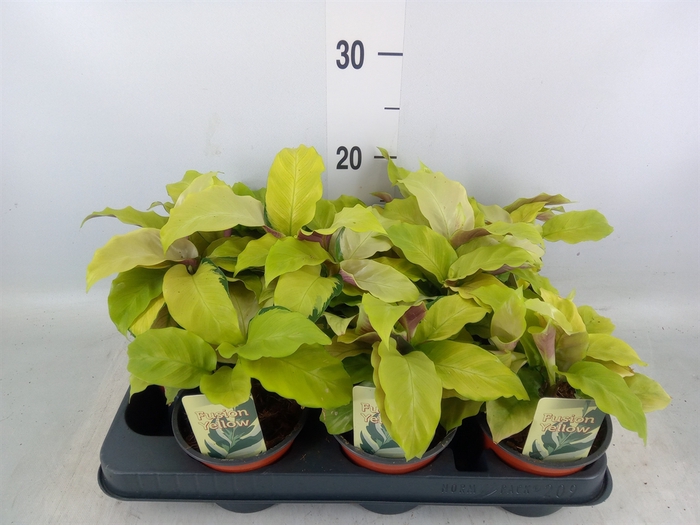 <h4>Calathea  'Fusion Yellow'</h4>