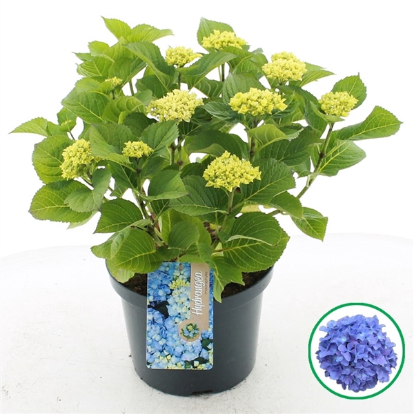 Hydrangea macrophylla Blauw