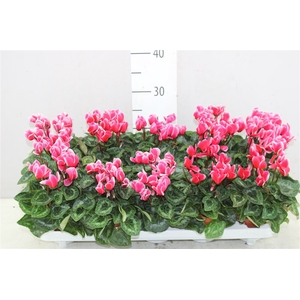 Cyclamen Kl Tianis Fantasia Rood