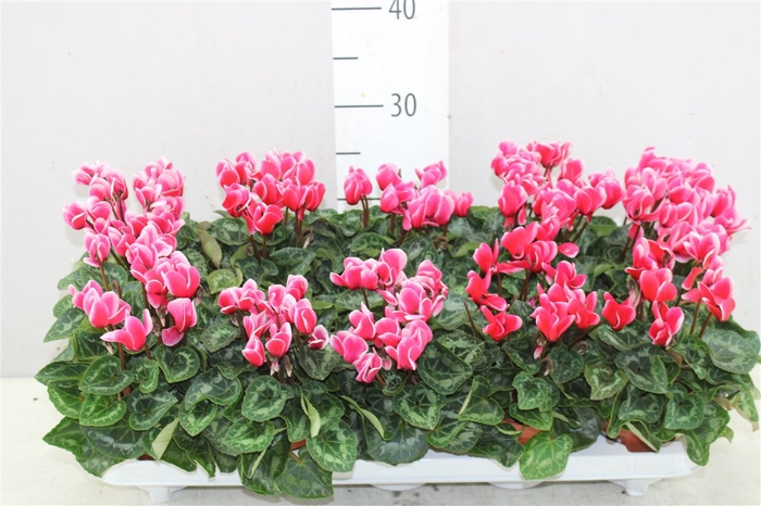 <h4>Cyclamen Kl Tianis Fantasia Rood</h4>