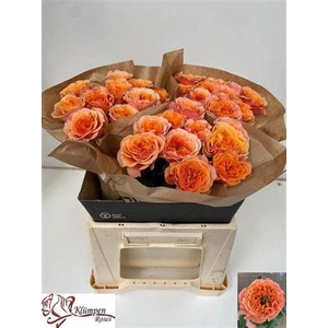 Rosa large flowered Southpark