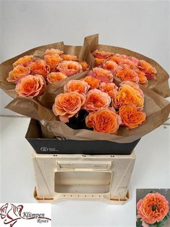 <h4>Rosa large flowered Southpark</h4>