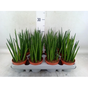 Sansevieria bacularis