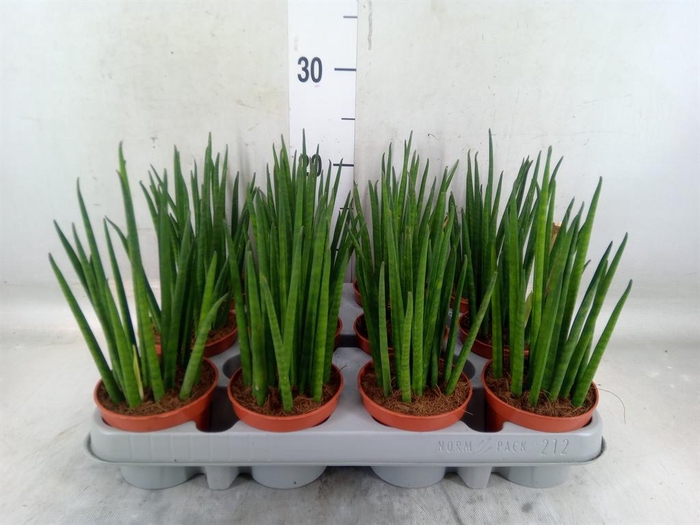 <h4>Sansevieria bacularis</h4>