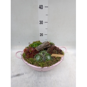 Arr.  Sempervivum L%