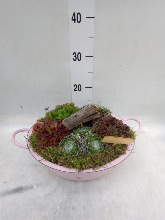 <h4>Arr. Sempervivum L%</h4>