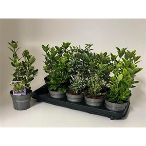 EUONYMUS JAP GEM