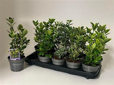 EUONYMUS JAP GEM