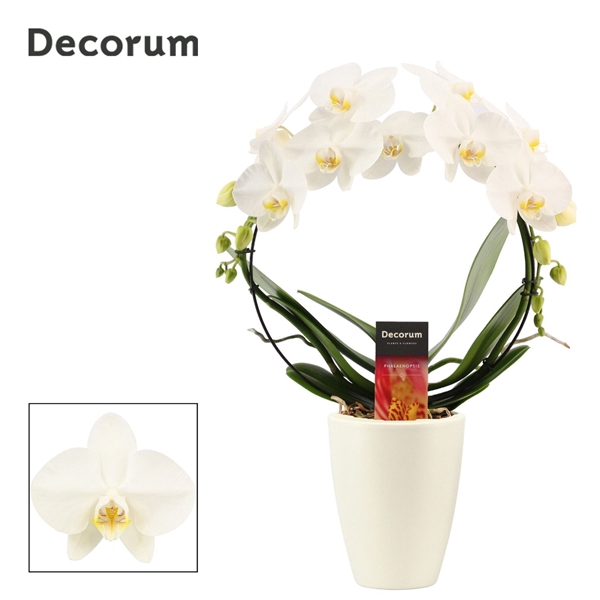 <h4>Phalaenopsis boog wit in Carly wit mat (Deco-collection)</h4>