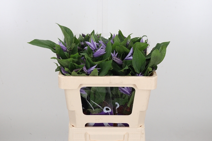 <h4>Clem Star River Lavendel</h4>