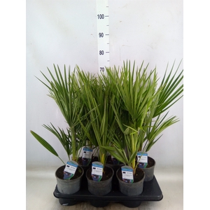 Chamaerops humilis