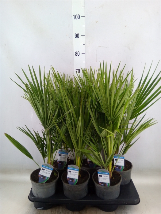 <h4>Chamaerops humilis</h4>