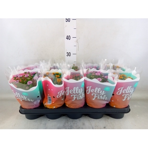Chrysanthemum  'Jellyfish'   ...mix