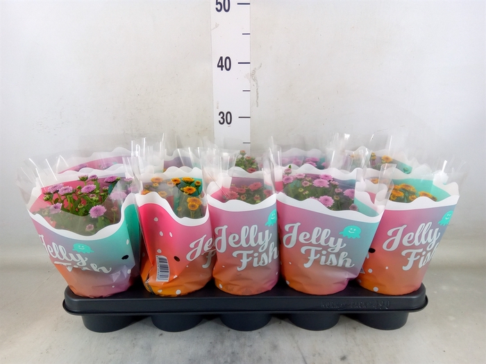 <h4>Chrysanthemum  'Jellyfish'   ...mix</h4>