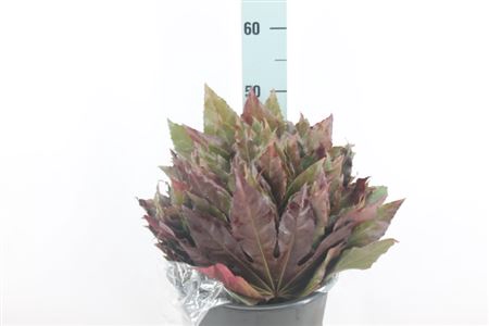 <h4>Aralia Blad Rood</h4>