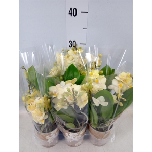 Phalaenopsis multi.   ...yellow