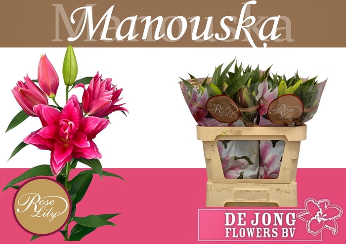 <h4>LI OR DU RL MANOUSKA</h4>