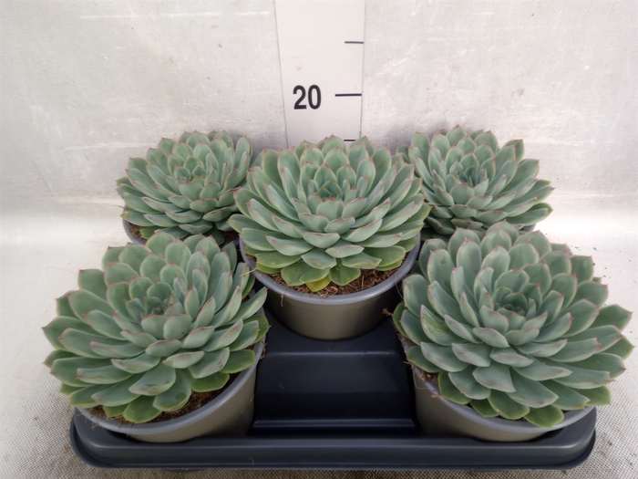 <h4>Echeveria pulidonis 'Sky Pearl'</h4>