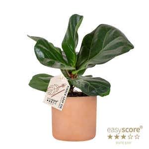 FICUS LYRATA P12 RAW TERRAC