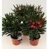 Nerium Oleander struik diverse kleuren