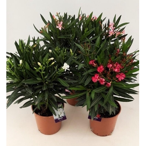 Nerium Oleander struik diverse kleuren