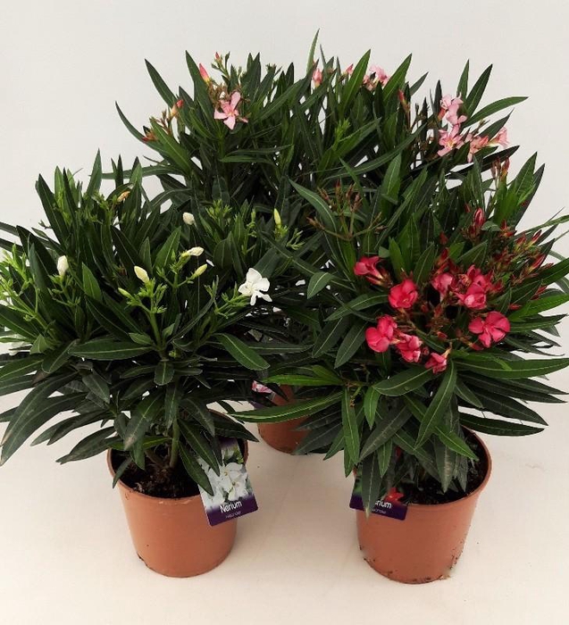 <h4>Nerium Oleander struik diverse kleuren</h4>
