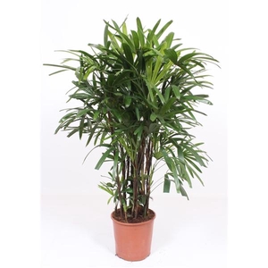 Rhapis excelsa