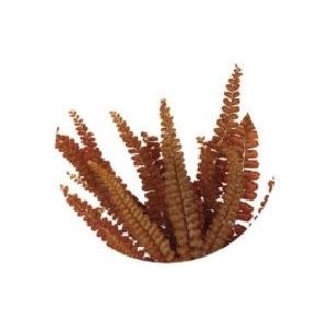 Felci fern orange