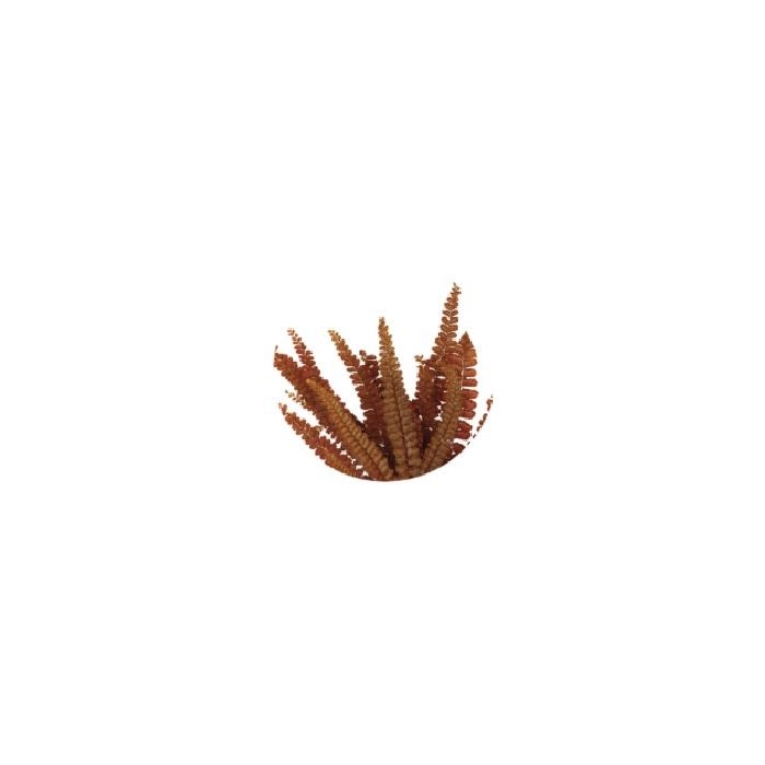 <h4>Felci fern orange</h4>