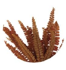 Felci fern orange