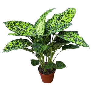 Dieffenbachia Reflector