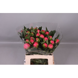 Paeonia Pink Hawaiian Coral | Heavy Quality