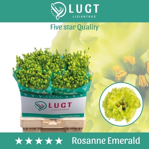 Lisianthus Rosanne Emerald