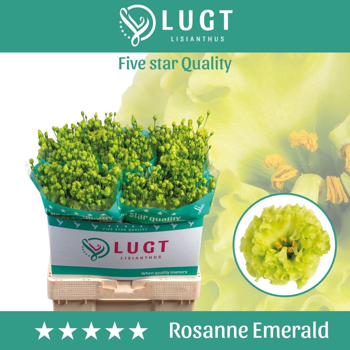 <h4>Lisianthus Rosanne Emerald</h4>