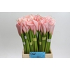 Zantedeschia Eydolls Pink