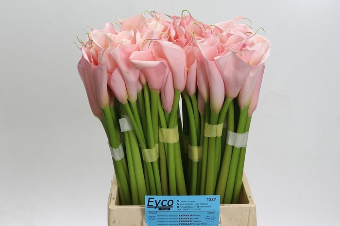 Zantedeschia Eydolls Pink