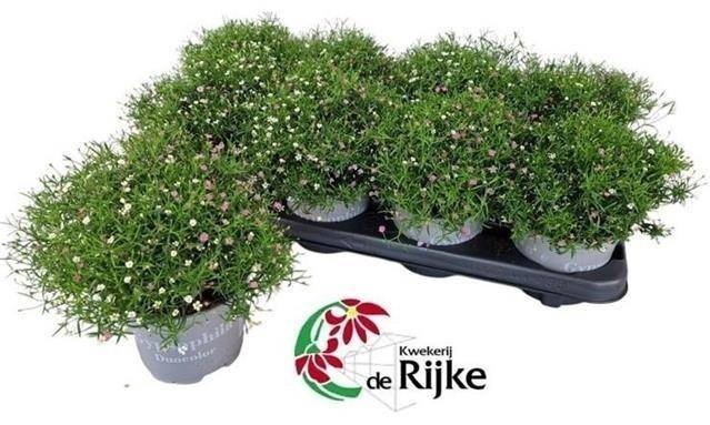 <h4>GYPS MURALIS GEM POT</h4>