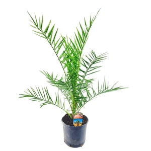 Phoenix canariensis