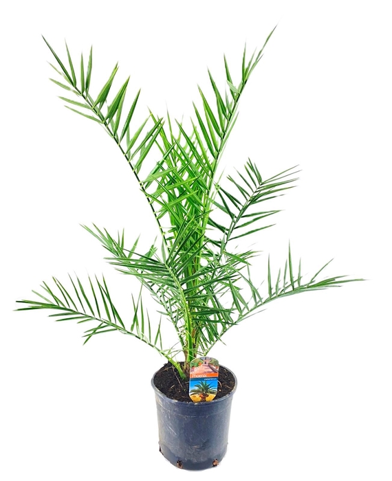 <h4>Phoenix canariensis</h4>