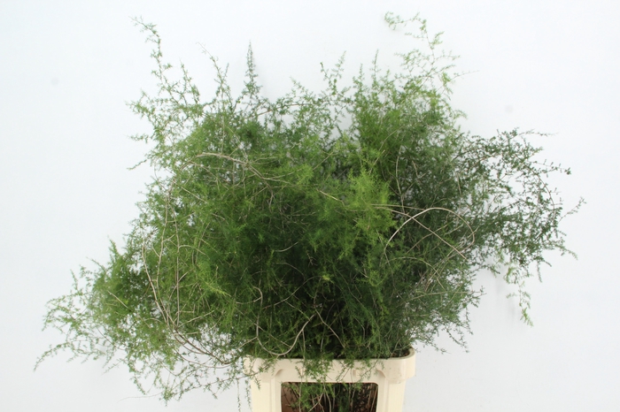 <h4>ASPARAGUS SALVATICO</h4>
