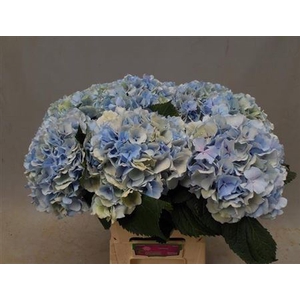 Hydr M Ch Verena Bl Cl