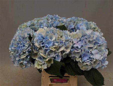 <h4>Hydr M Ch Verena Bl Cl</h4>