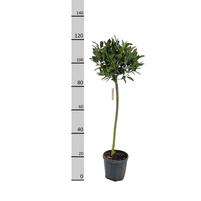 <h4>LAU NOBILIS</h4>