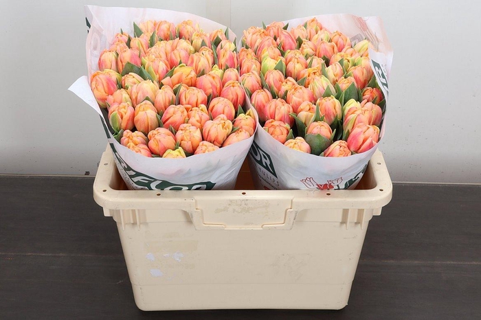 <h4>Tu Du Bed Of Roses</h4>